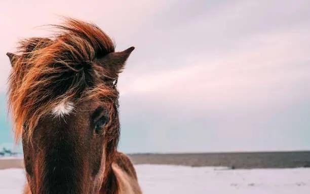 Animal Analogies for Interviews