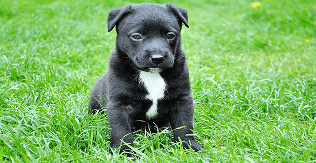 Kitten And Puppy Pics Boost Your Productivity, According To Science