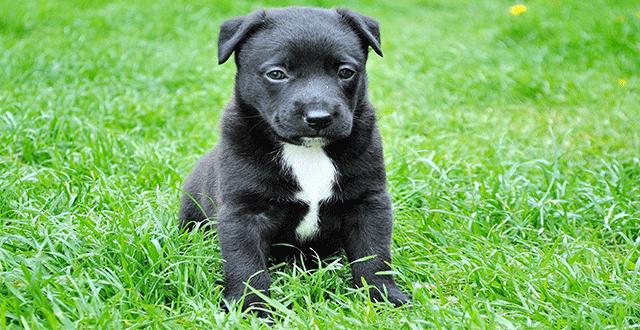 Pet Pics Boost Productivity