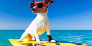 Dog balancing on a surfboard in the ocean