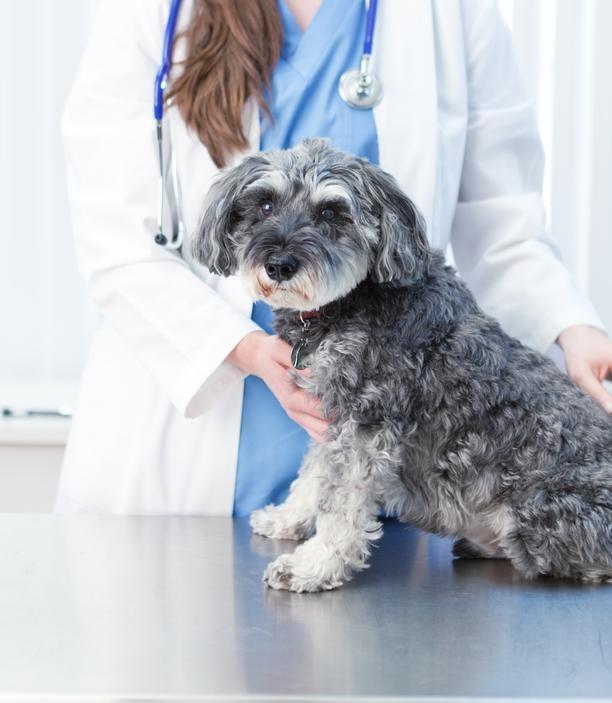 Animal Magnetism: Careers For Animal Lovers