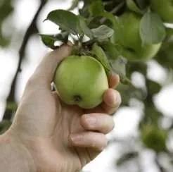 Protecting Backpackers: Navigating Australia's Fruit-Picking Industry Safely - Career FAQs